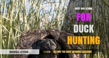 Top-Rated Dog Stands for Duck Hunting: Enhance Your Retriever's Performance in the Field