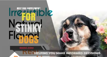 Banish the Stink: Top Dog Supplements for Fresh-Smelling Pups