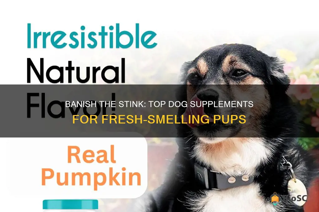 best dog supplement for stinky dogs