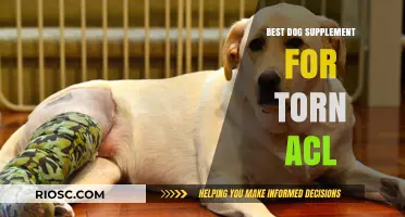 Effective Dog Supplements for Torn ACL Recovery: Top Picks for Joint Health and Healing