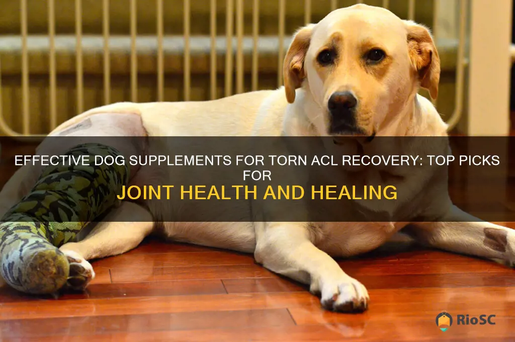 best dog supplement for torn acl