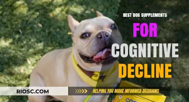 Boost Your Aging Dog’s Brain: Top Supplements to Combat Cognitive Decline