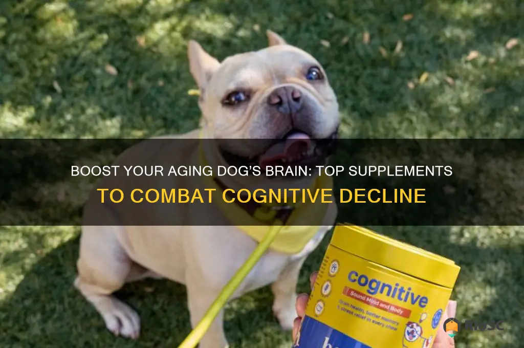 best dog supplements for cognitive decline