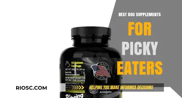 Tasty and Nutritious: Top Dog Supplements to Entice Picky Eaters