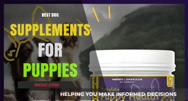 Essential Puppy Supplements: Top Picks for Healthy Growth and Development