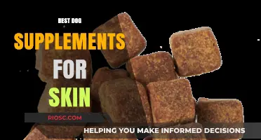 Top Dog Supplements for Healthy Skin: Nourish Your Pup’s Coat from Within