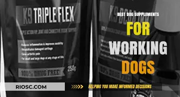 Top-Rated Dog Supplements to Boost Energy and Endurance in Working Dogs