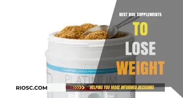Effective Weight Loss Supplements for Dogs: Top Picks for a Healthier Pup