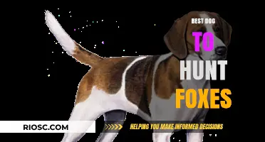 Top Breeds for Fox Hunting: Choosing the Perfect Canine Companion