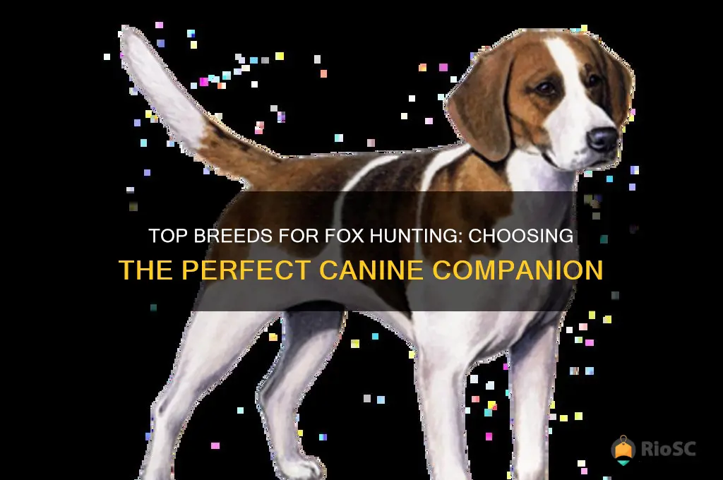 best dog to hunt foxes