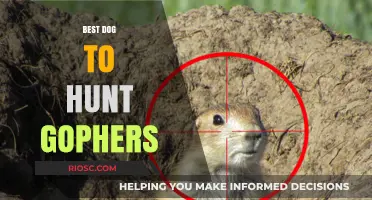 Top Breeds for Gopher Hunting: Finding the Perfect Canine Companion