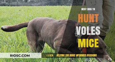 Top Dog Breeds for Hunting Voles and Mice: Your Ultimate Rodent Control Companion