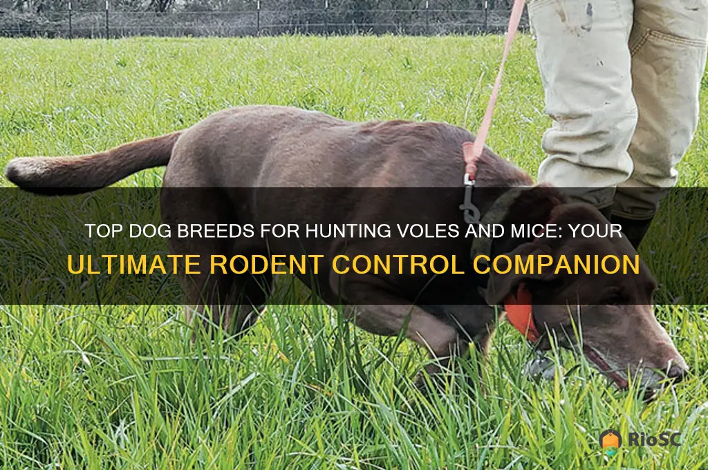 best dog to hunt voles mice