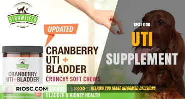 Top Dog UTI Supplements: Natural Remedies to Support Urinary Health and Prevent Infections