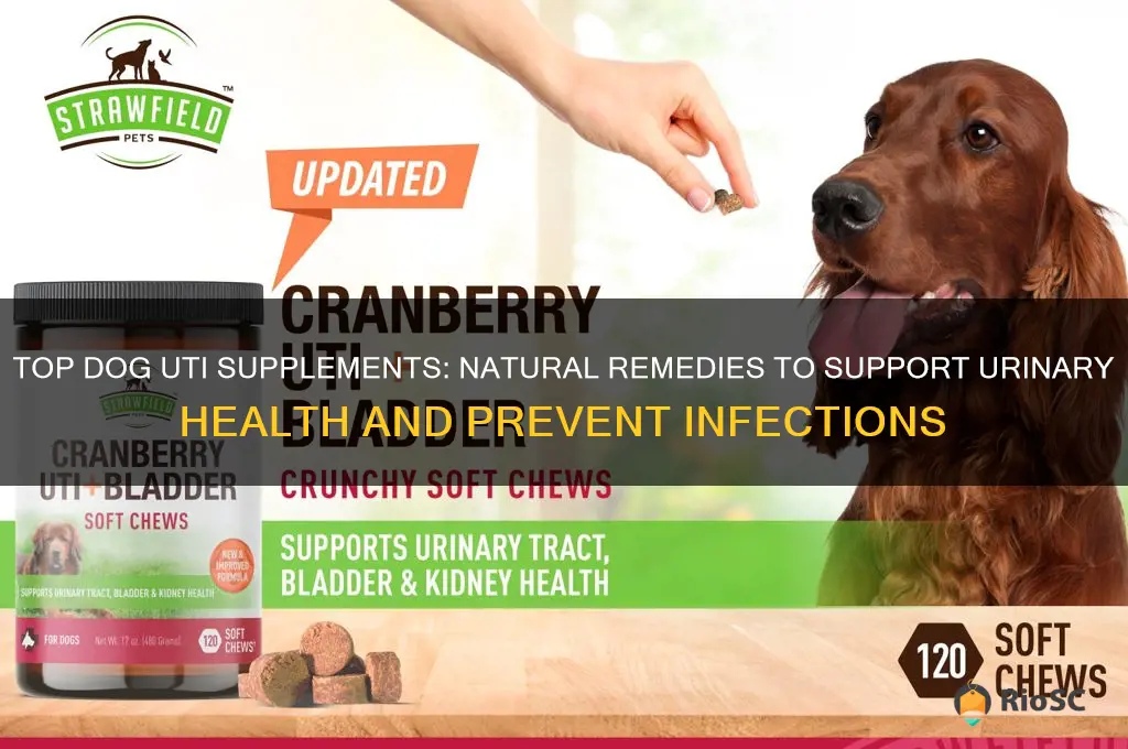 best dog uti supplement