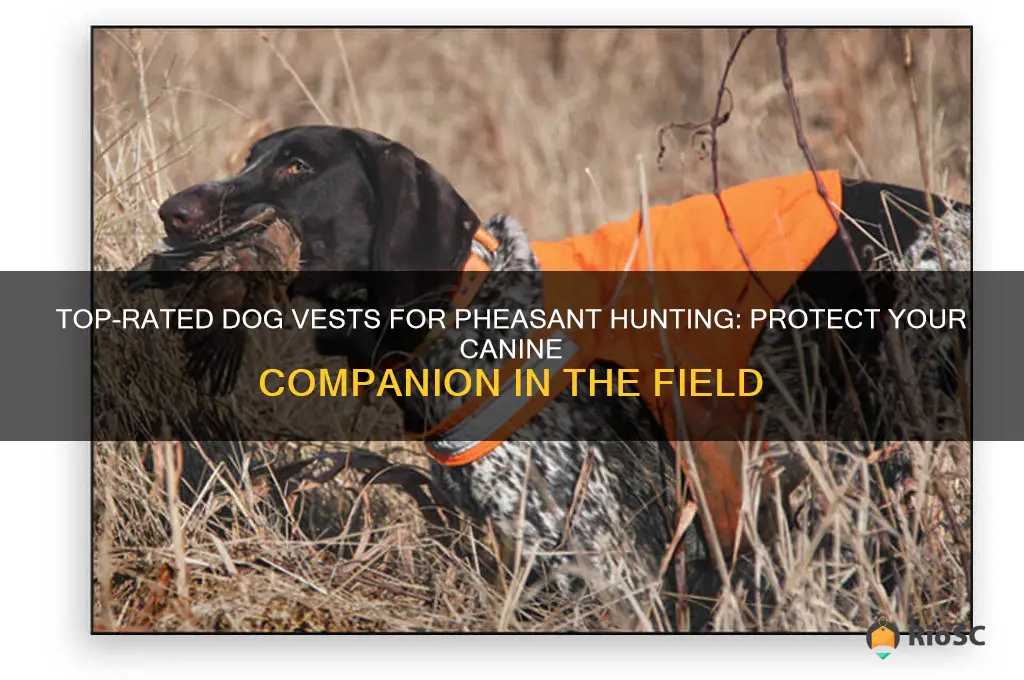 best dog vest for pheasant hunting