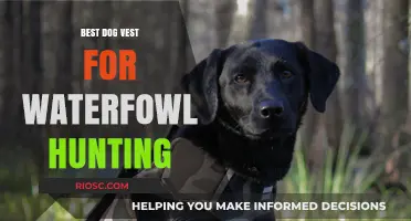 Top-Rated Waterfowl Hunting Dog Vests: Essential Gear for Your Retriever's Safety and Performance