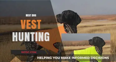 Top-Rated Dog Vests for Hunting: Enhance Safety and Performance in the Field