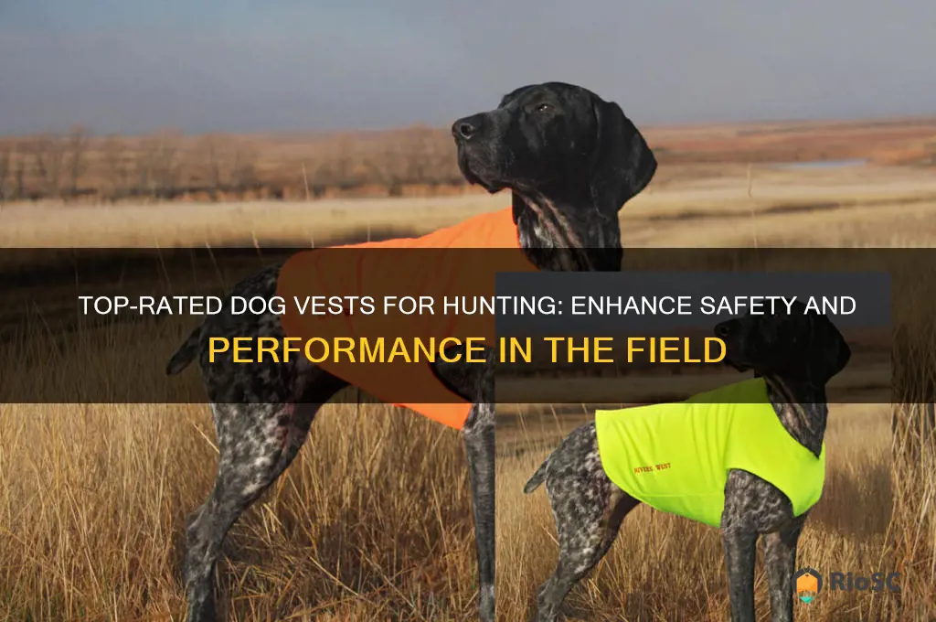 best dog vest hunting