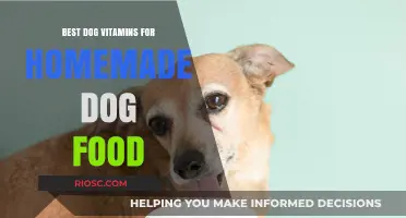 Essential Dog Vitamins to Boost Your Homemade Dog Food Recipes