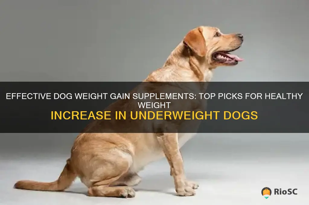 best dog weight gain supplement