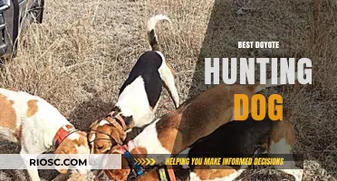 Top Traits and Breeds for the Ultimate Coyote Hunting Dog Companion
