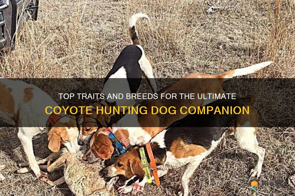 best doyote hunting dog