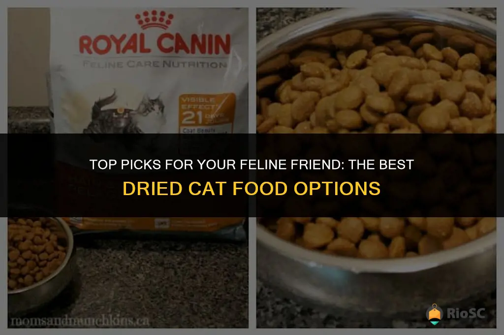 best dried cat food