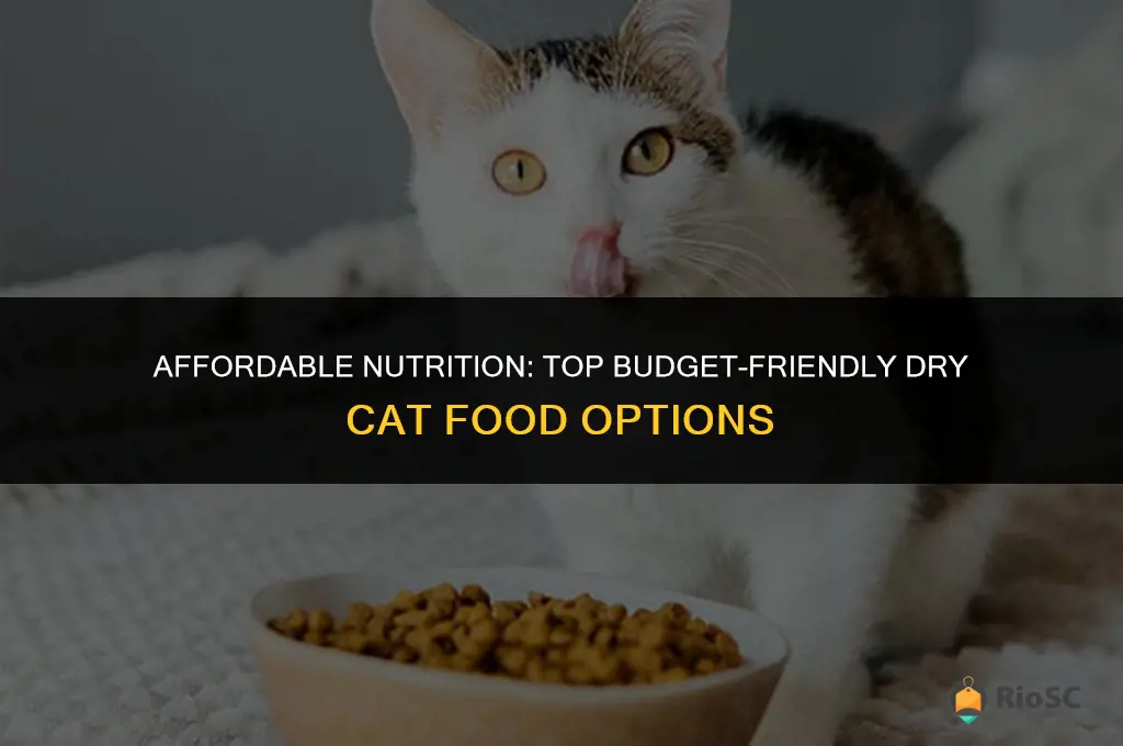 best dry cat food budget