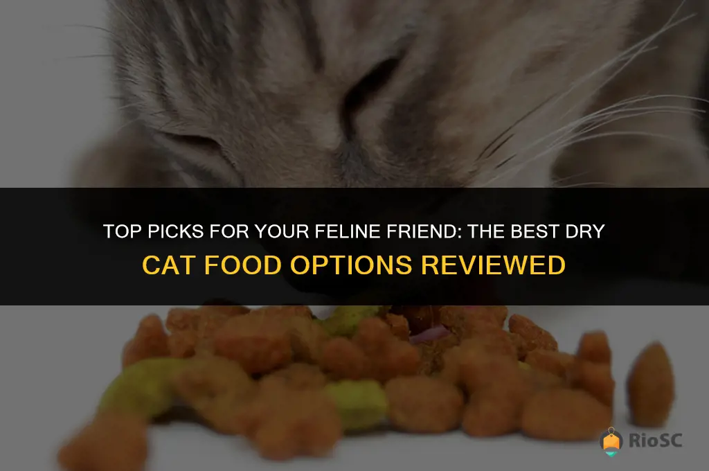 best dry cat food cat food db