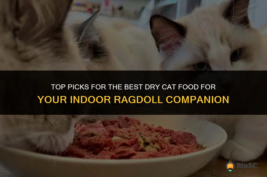 best dry cat food foe a ragdoll inside cat