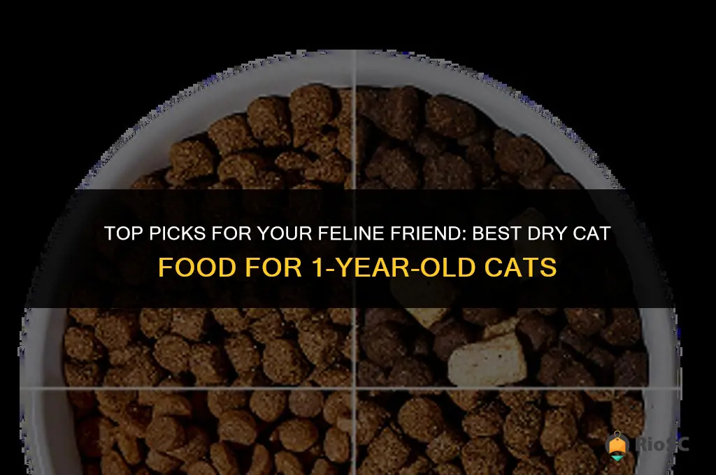 best dry cat food for 1 year old