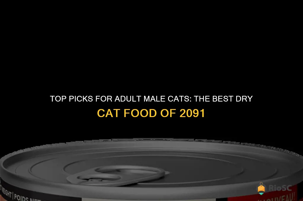 best dry cat food for adult male cats 2091
