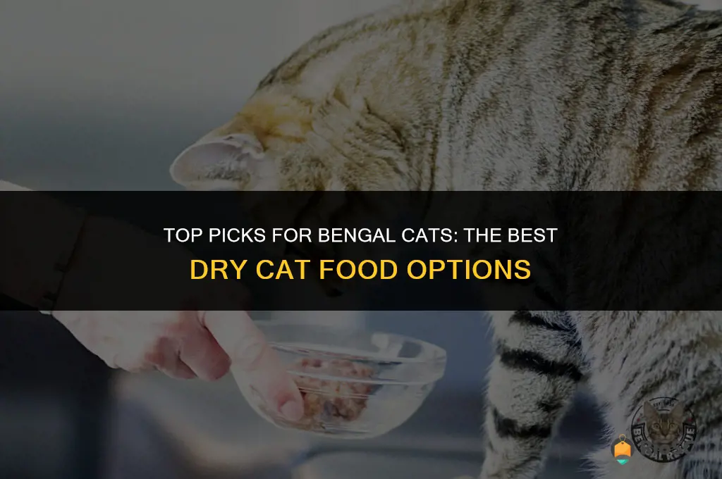 best dry cat food for bengal cat