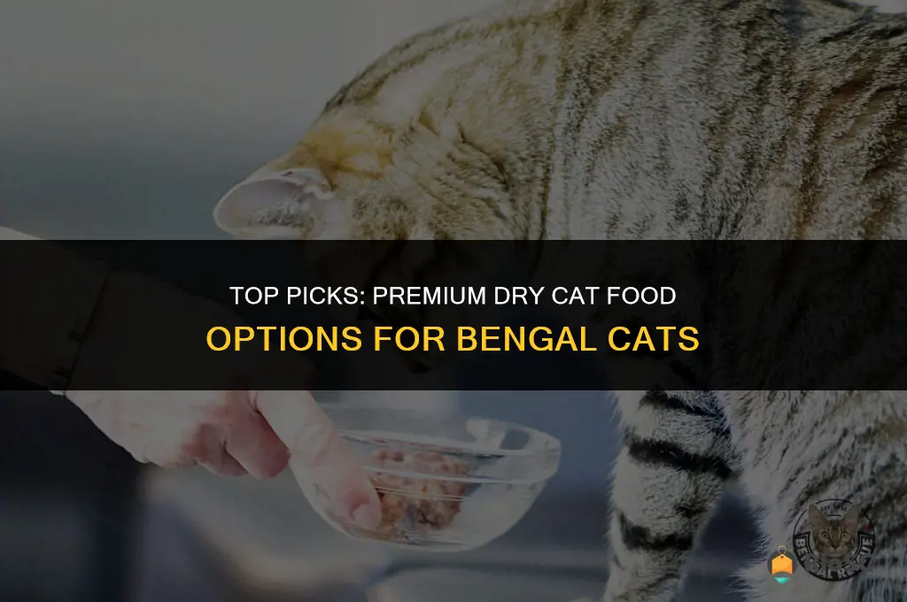 best dry cat food for bengals