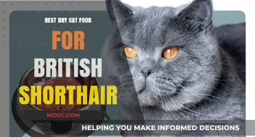 Top Picks for Your British Shorthair: The Best Dry Cat Food Options