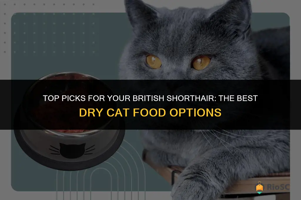 best dry cat food for british shorthair