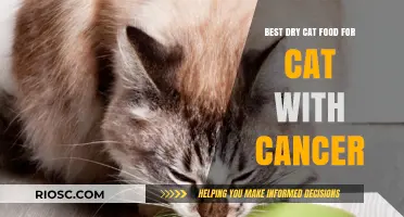 Nutritional Support for Feline Cancer Patients: Top Dry Cat Food Options