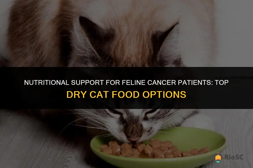 best dry cat food for cat with cancer