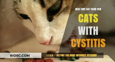 Top Picks for Dry Cat Food to Help Manage Feline Cystitis