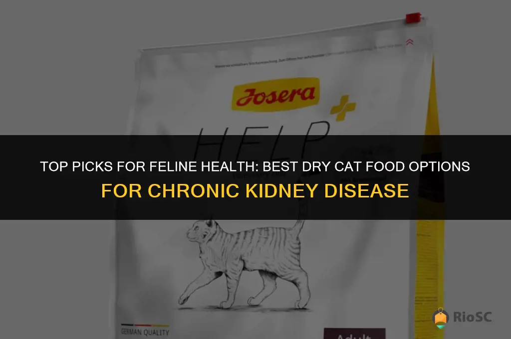 best dry cat food for ckd