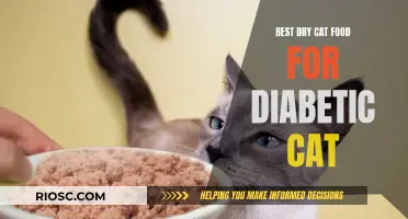 Top Picks for Diabetic Cats: The Best Dry Cat Food Options