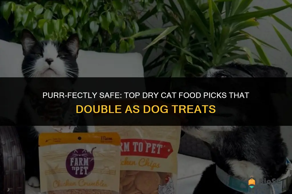 best dry cat food for dog treats