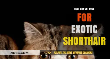 Top Picks for Exotic Shorthair Nutrition: The Best Dry Cat Food Options
