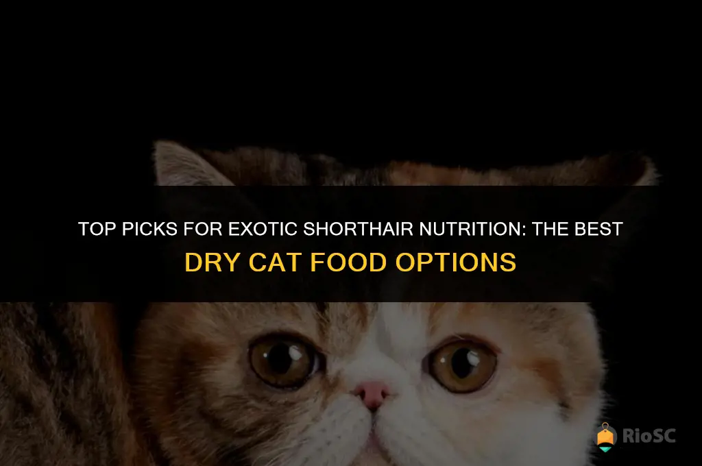 best dry cat food for exotic shorthair