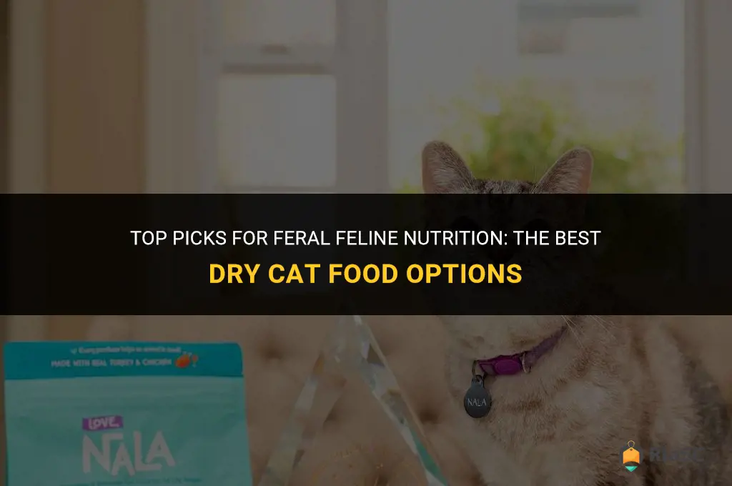 best dry cat food for feral cats