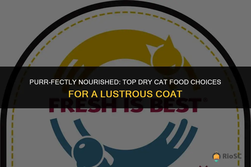 best dry cat food for fur