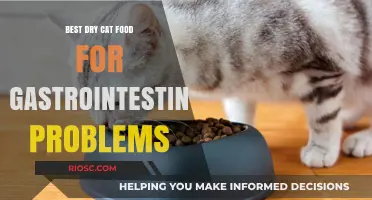 Top Picks for Sensitive Stomachs: The Best Dry Cat Food for Gastrointestinal Problems