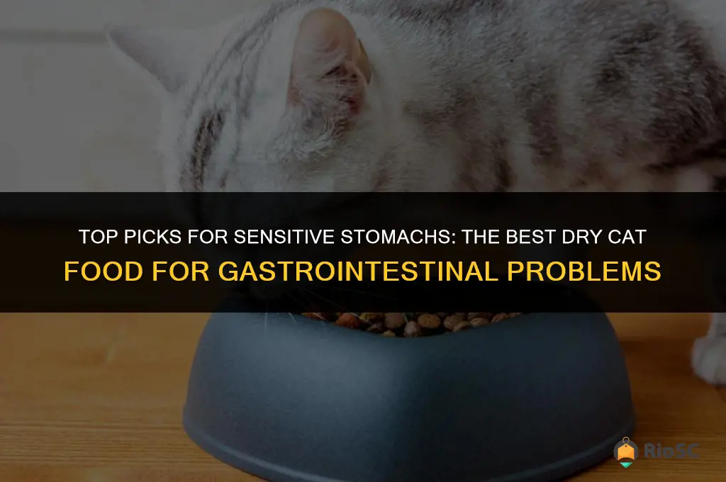 best dry cat food for gastrointestinal problems