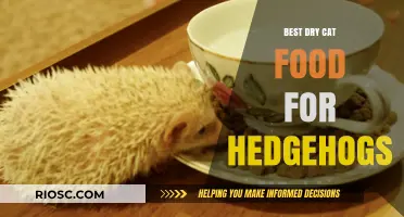 Exploring the Top Dry Cat Food Options for Your Prickly Hedgehog Companion